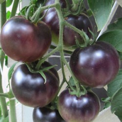 Semillas de Tomate Cherry Negro